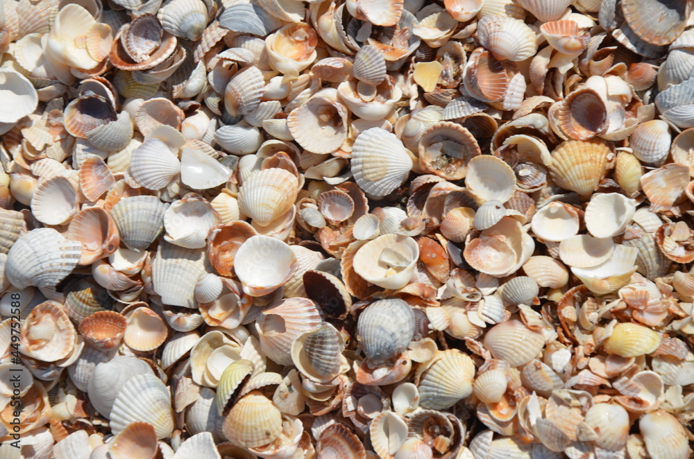 shell, sea, beach, shells, nature, texture, sand, seashell, ocean, marine, food, shellfish, summer, clam, seashells, coast, pattern, seafood, travel, collection, stone, macro, backgrounds, cockle, peb