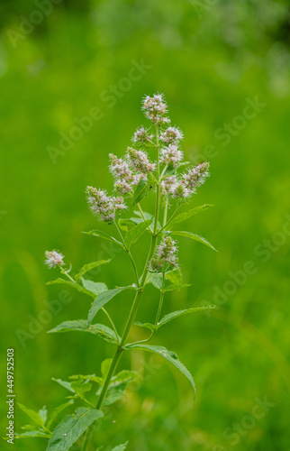 flowers in the meadow