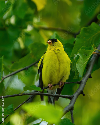 Song Bird In Wisconsin
