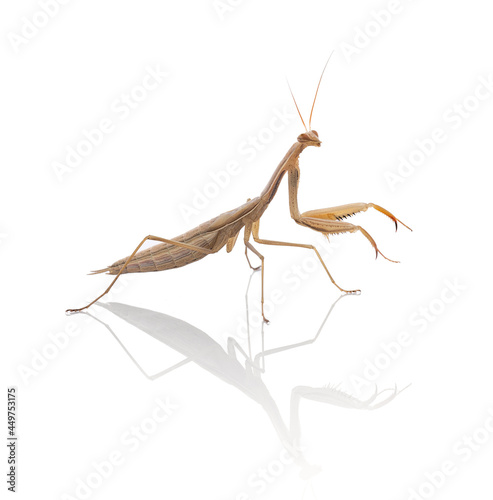  Juvenile praying mantis (Mantis religiosa)