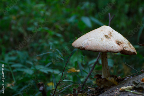 White toadstool in the forest, soft focus background 