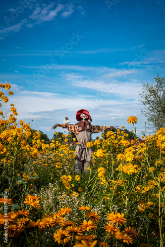 A funny scarecrow in the garden full of blooming orange flowers. Sunny, summer day.  photo