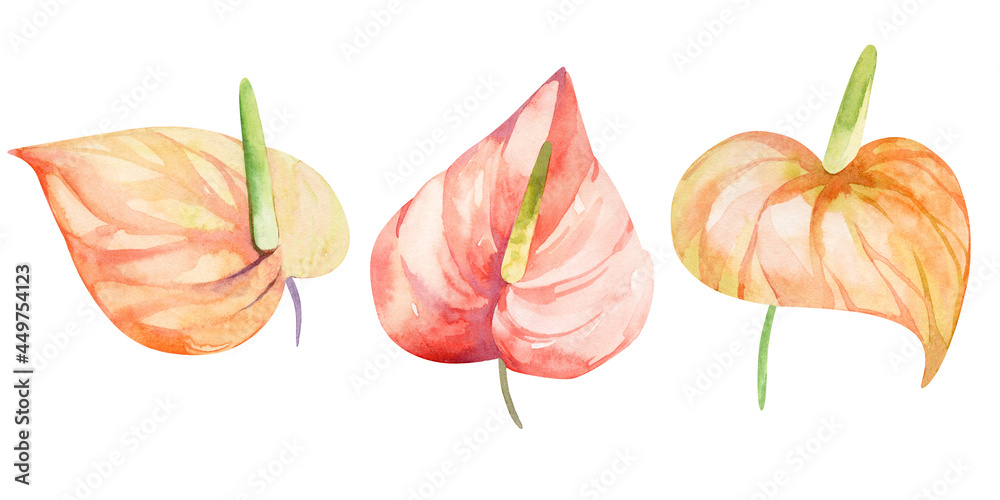watercolor collection set of anthurium flowers watercolor collection set of anthurium flowers