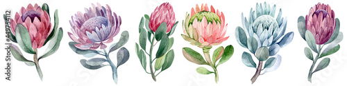 watercolor collection set of protea flowers photo