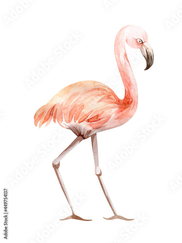watercolor illustration pink bird flamingo
