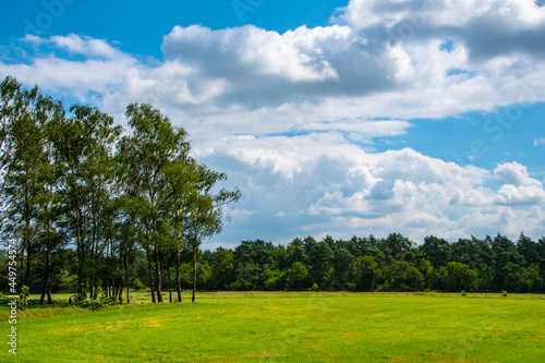 Dutch summer landscape with trees, green grass and blue sky - Limburg, Maasduinen