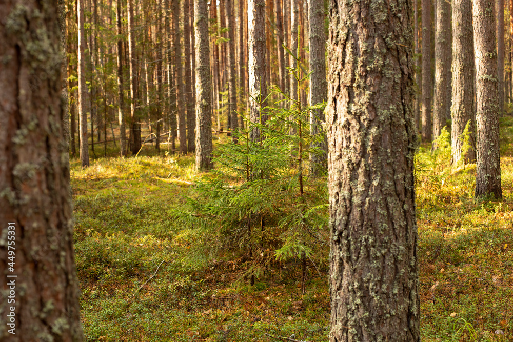 The trunks of pine trees covered with moss in the autumn forest. Autumn natural forest background.