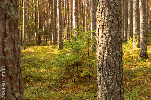 The trunks of pine trees covered with moss in the autumn forest. Autumn natural forest background.