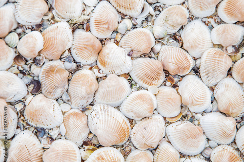 Background, large shells turned upside down on the sand