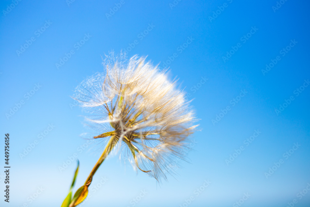 Fluffy dandelion against the blue sky. Seeds flying in the wind.