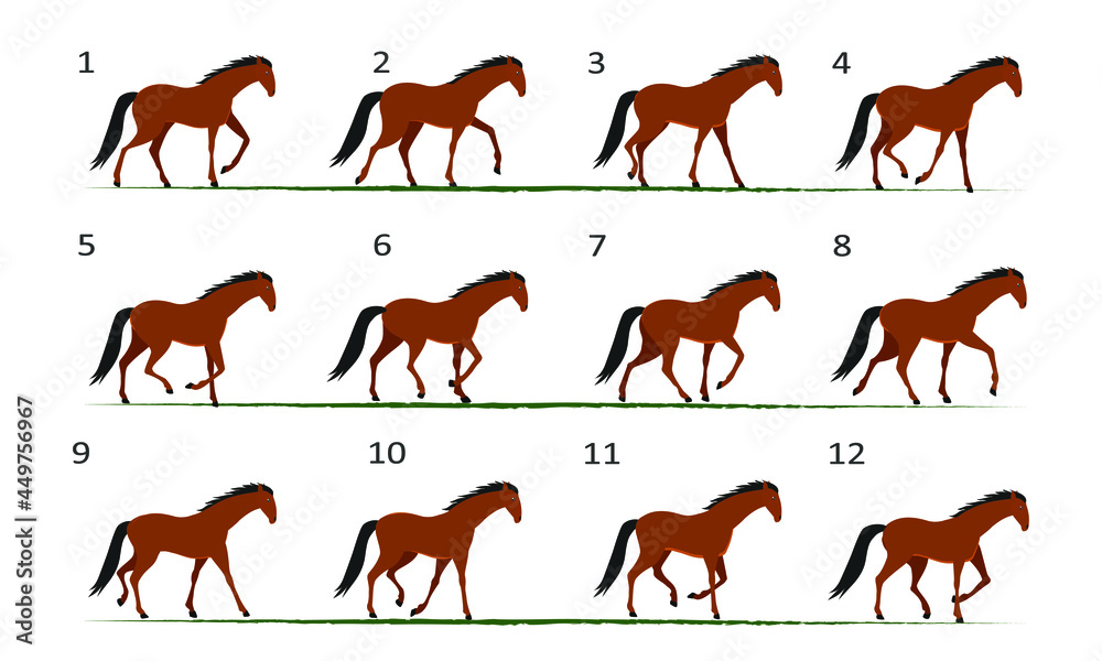 Obraz premium Horse gait animation. Horse walking, twelve key frames.