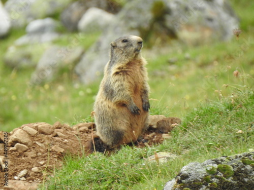 marmot in the mountain