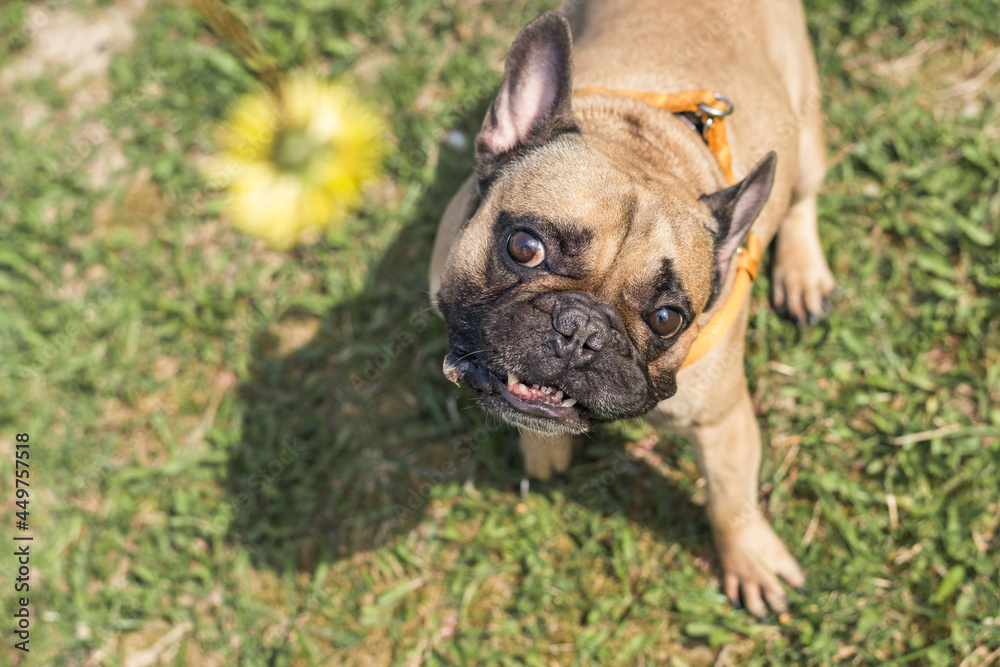 French bulldog dog sitting on blanket in grass and looking at dandelion