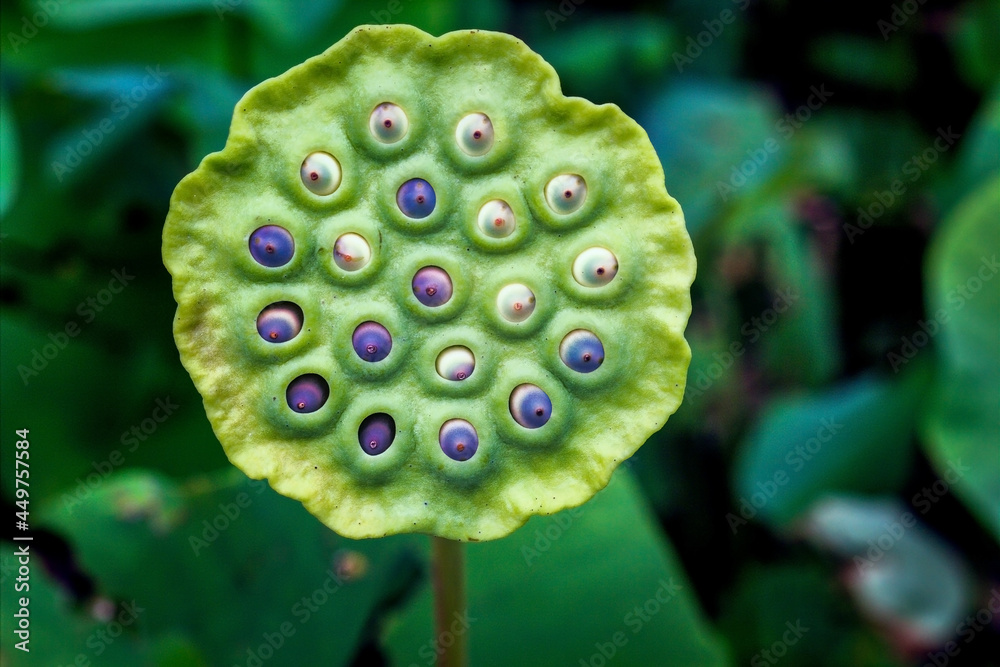 Lotus seed lily planted on the water looking like a eye monster against blurred background. Lotus seed lily planted on the water looking like a eye monster against blurred background.