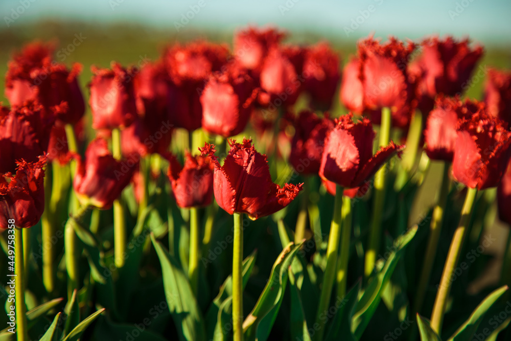 Obraz premium Spring background with red tulips flowers. beautiful blossom tulips field. spring time. banner, copy space