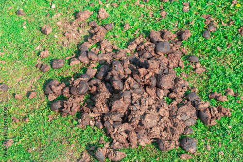 Cow fertilizer and feces in green meadow in summer