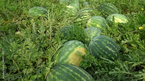Collect watermelons in the field