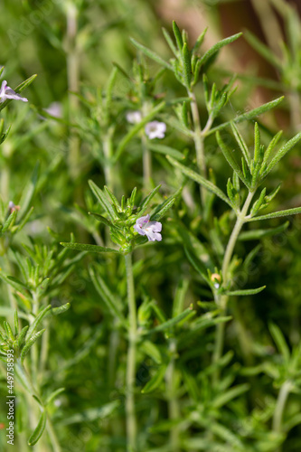 Close-up texture background of summer savory herb plants (satureja hortensis) growing in a sunny herb garden 