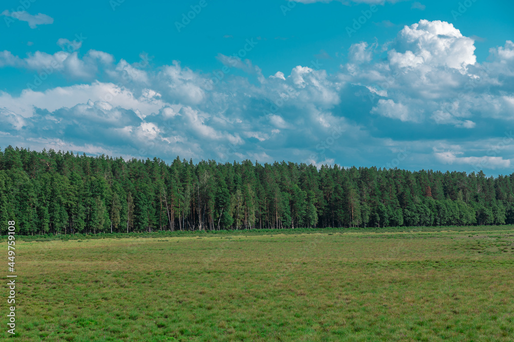 Green meadow in background pine tree forest and clear blues sky with clouds in summer Green meadow in background pine tree forest and clear blues sky with clouds in summer