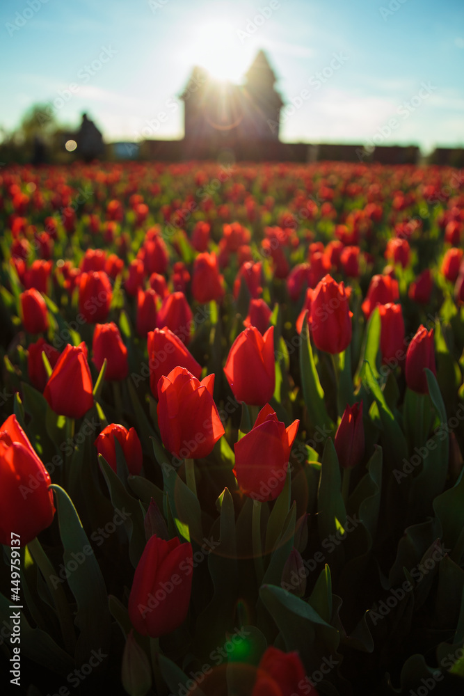 Spring background with red tulips flowers. beautiful blossom tulips field. spring time. banner, copy space