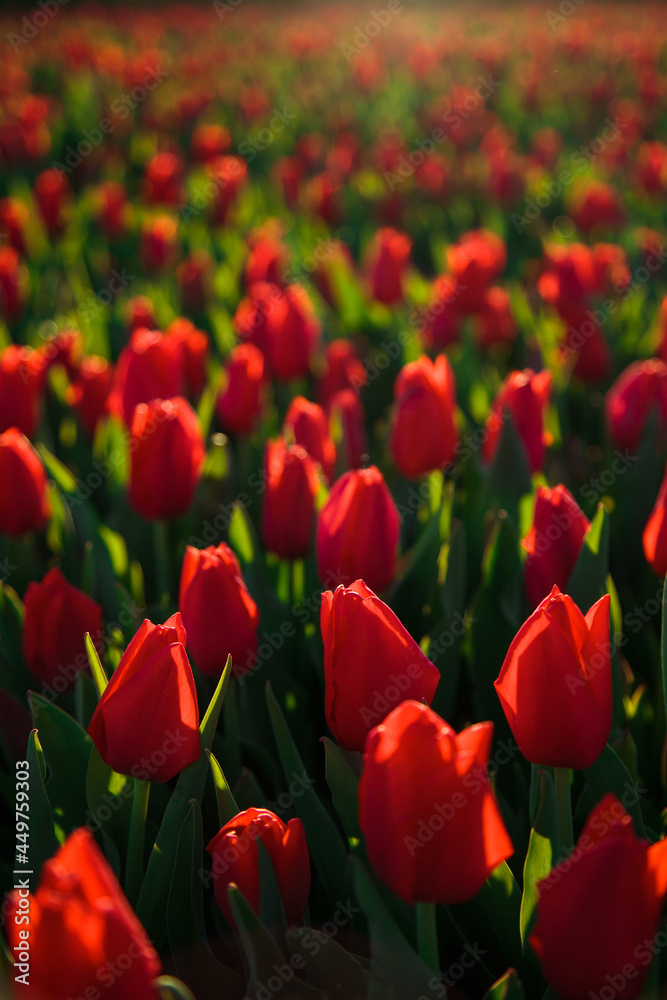 Spring background with red tulips flowers. beautiful blossom tulips field. spring time. banner, copy space