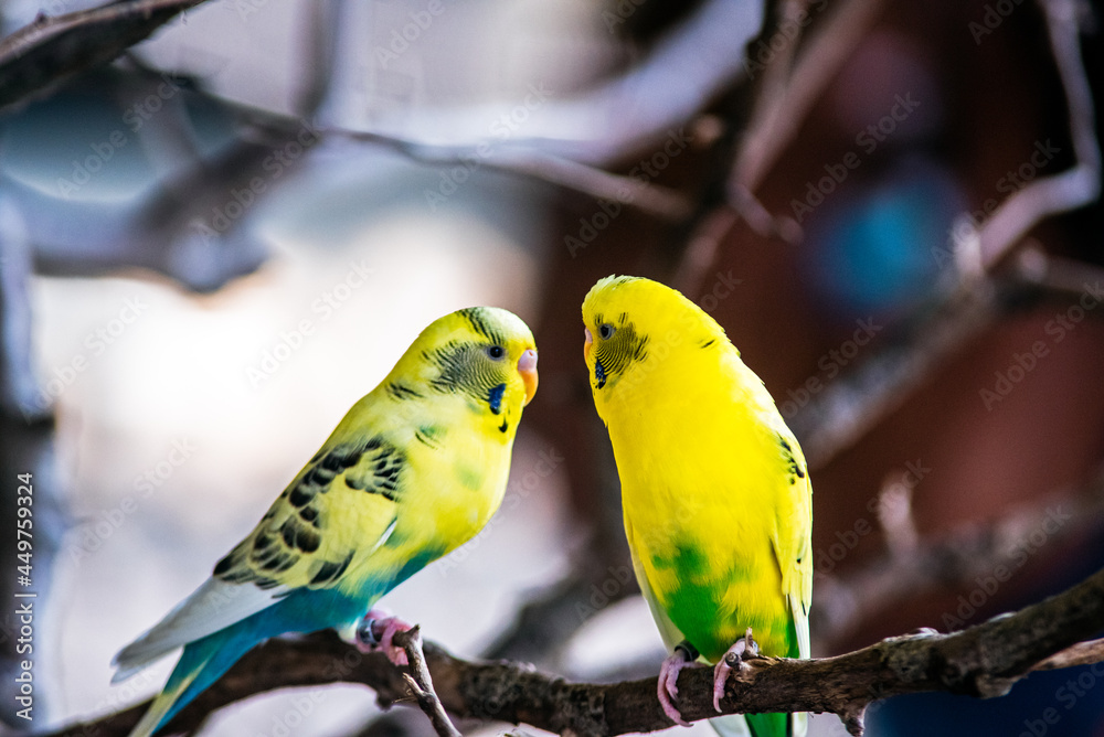 Obraz premium Budgerigar