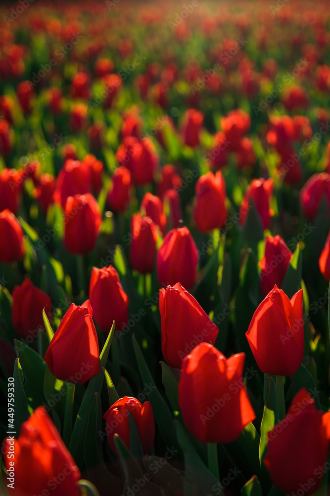 Spring background with red tulips flowers. beautiful blossom tulips field. spring time. banner, copy space