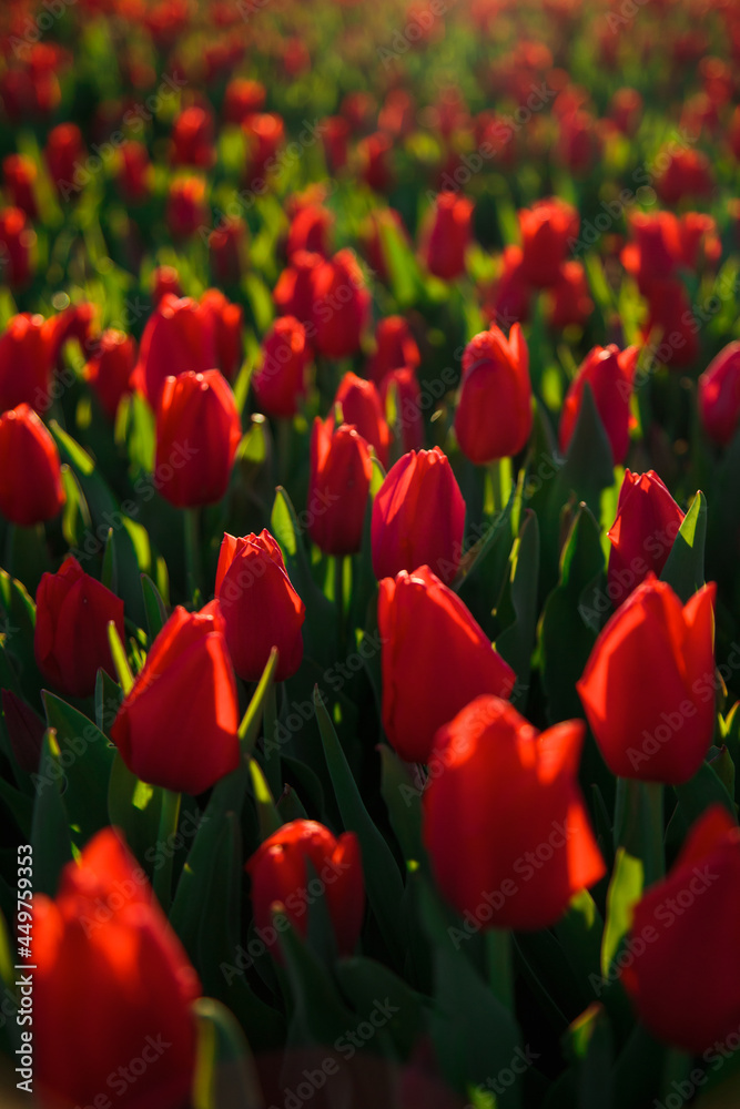 Spring background with red tulips flowers. beautiful blossom tulips field. spring time. banner, copy space