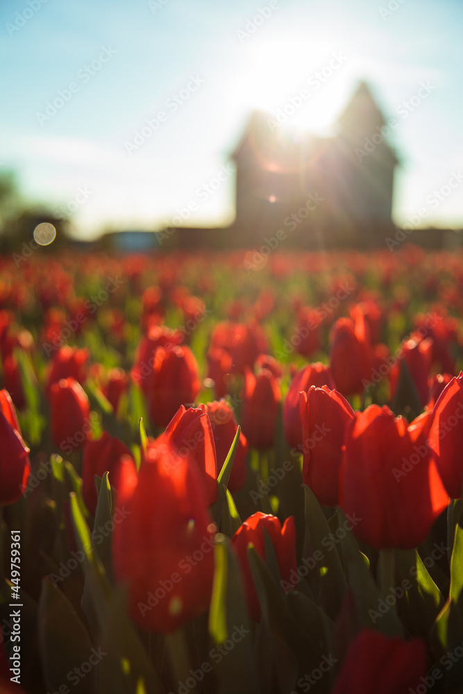 Spring background with red tulips flowers. beautiful blossom tulips field. spring time. banner, copy space