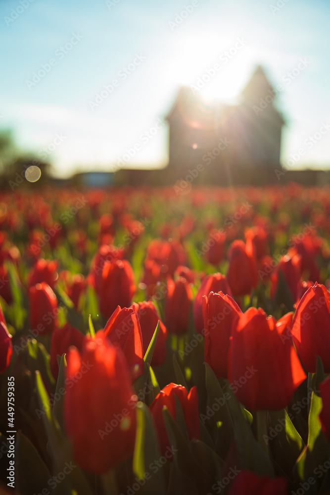 Spring background with red tulips flowers. beautiful blossom tulips field. spring time. banner, copy space