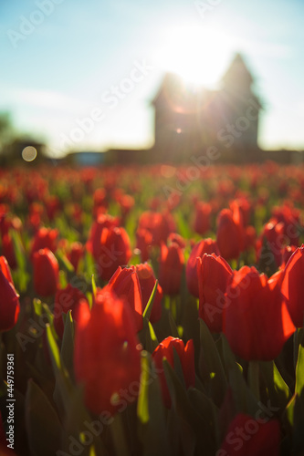 Obraz na płótnie Spring background with red tulips flowers. beautiful blossom tulips field. spring time. banner, copy space w salonie