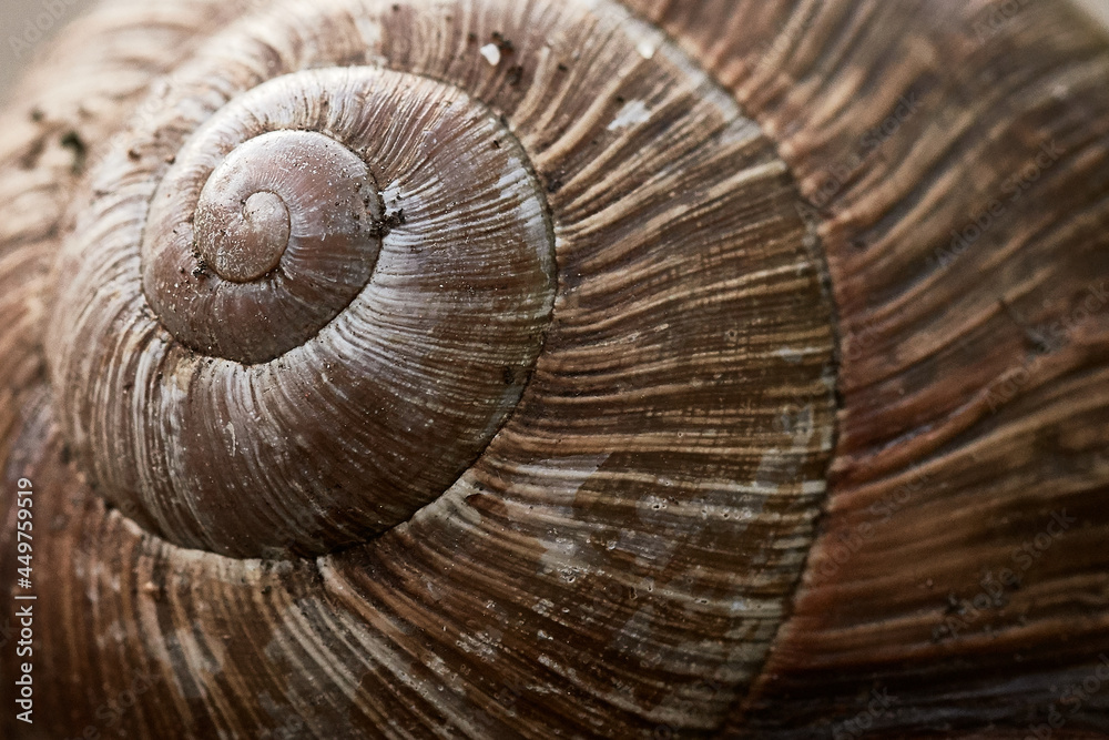 Macro shot of a snail shell.