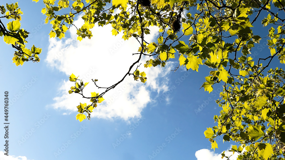 leaves on blue sky leaves on blue sky