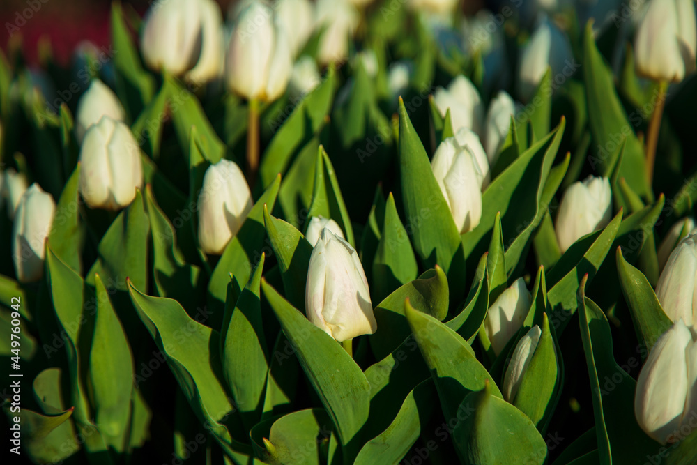 Spring background with white tulips flowers. beautiful blossom tulips field. spring time. banner, copy space