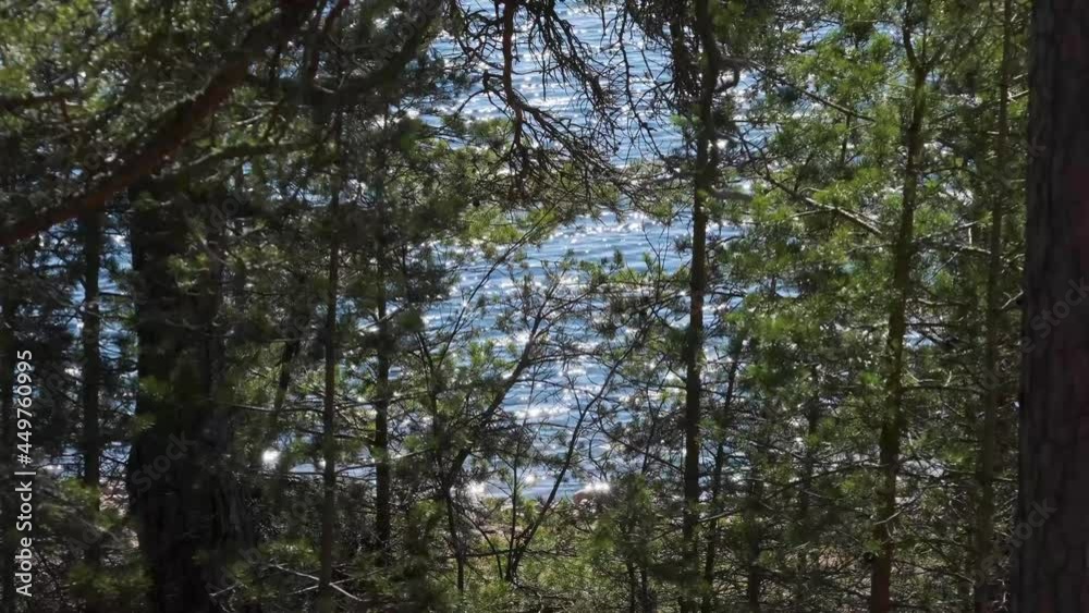Water shining in the sun through the trees Water shining in the sun through the trees