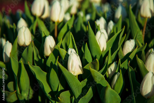 Obraz na płótnie Spring background with white tulips flowers. beautiful blossom tulips field. spring time. banner, copy space w salonie