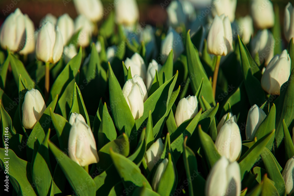 Spring background with white tulips flowers. beautiful blossom tulips field. spring time. banner, copy space
