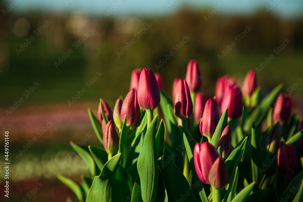 Spring background with violet tulips flowers. beautiful blossom tulips field. spring time. banner, copy space