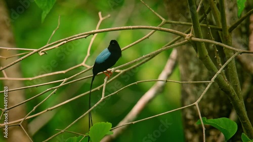 Long-tailed manakin - Chiroxiphia linearis species of bird in the Pipridae family native to Central America. Costa Rica, Panama, Nicaragua, Honduras, Belize, Guatemala, blue bird cleaning and fly away