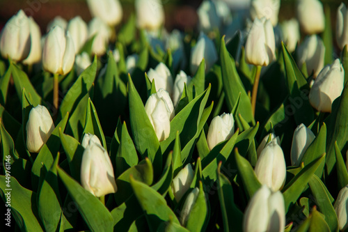 Obraz na płótnie Spring background with white tulips flowers. beautiful blossom tulips field. spring time. banner, copy space w salonie
