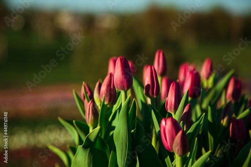 Obraz na płótnie Spring background with violet tulips flowers. beautiful blossom tulips field. spring time. banner, copy space w salonie