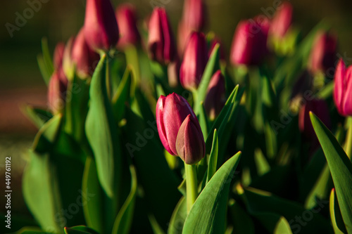 Obraz na płótnie Spring background with violet tulips flowers. beautiful blossom tulips field. spring time. banner, copy space w salonie