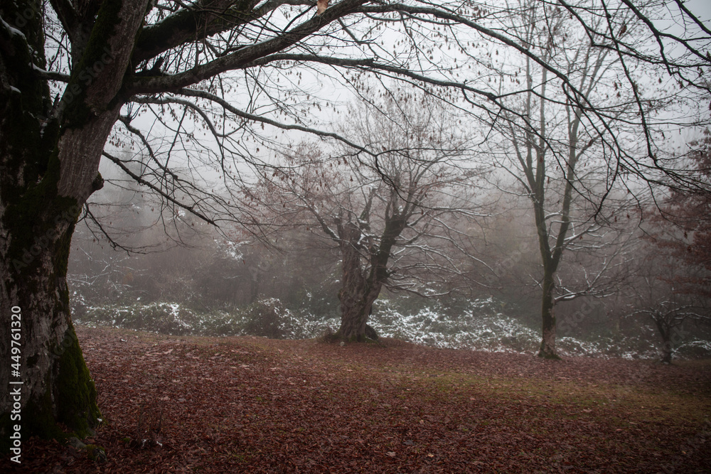 Landscape with beautiful fog in forest on hill or Trail through a mysterious winter forest with autumn leaves on the ground. Road through a winter forest. Magical atmosphere. Azerbaijan nature Landscape with beautiful fog in forest on hill or Trail through a mysterious winter forest with autumn leaves on the ground. Road through a winter forest. Magical atmosphere. Azerbaijan nature
