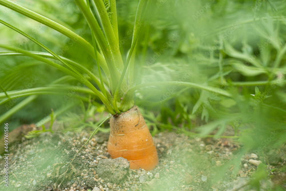 Carrots growing in the vegetable garden, close-up.