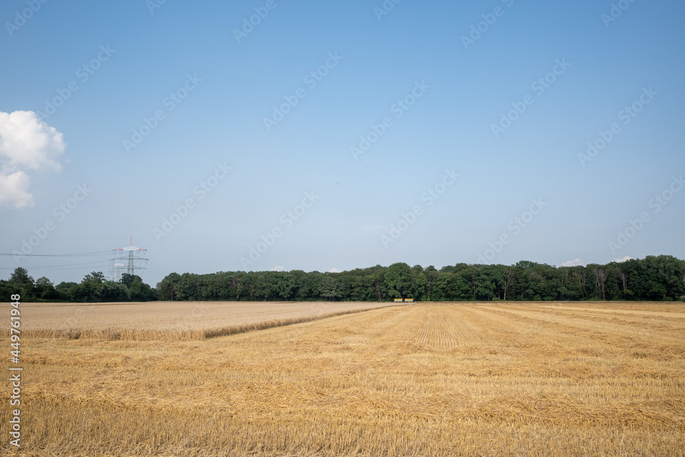 Outdoor sunny view of cut grain on harvesting wheat fields in Europe. Sunny view of countryside with golden wheat field after harvesting time in summer season against blue sky.