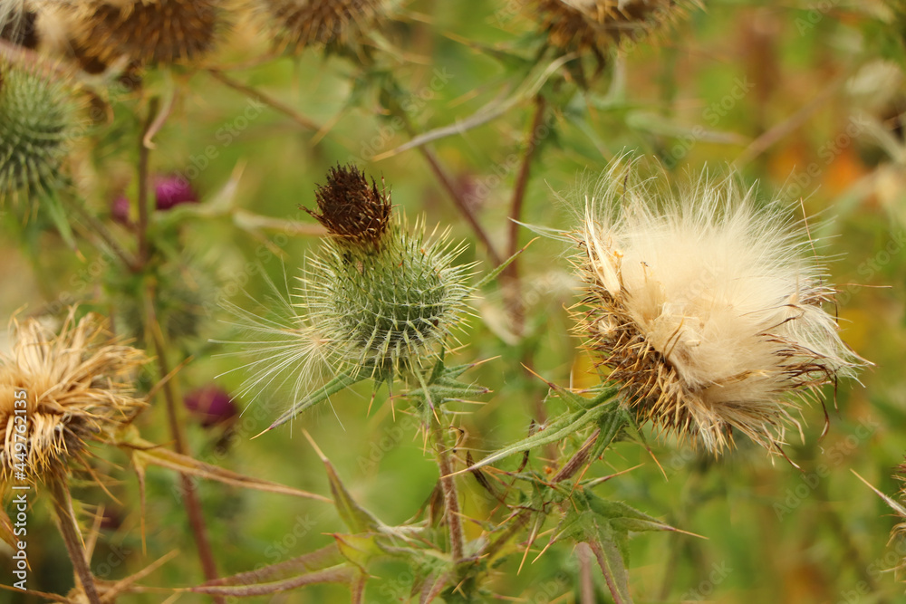 Details of nature taken in the wild