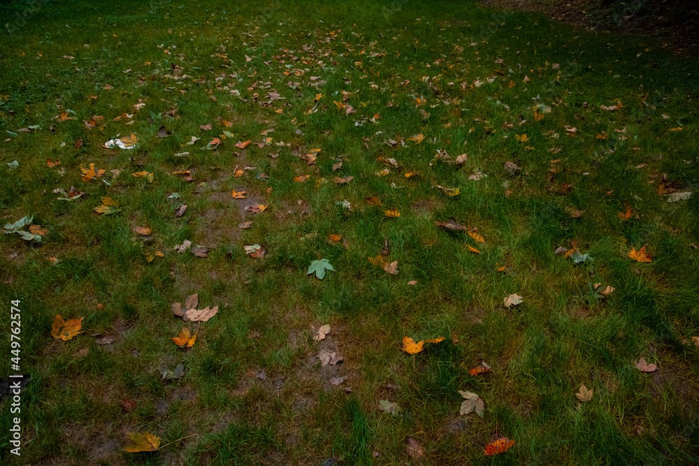 October fall season background of yellow and orange falling leaves on a green grass moody nature photography October fall season background of yellow and orange falling leaves on a green grass moody nature photography