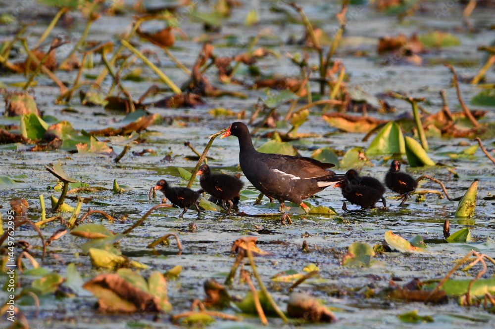 Common Gallinule bird with its baby chicks walks through wetlands Common Gallinule bird with its baby chicks walks through wetlands