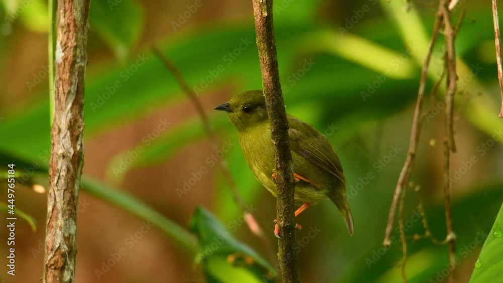 Vidéo Stock Golden-collared manakin - Manacus vitellinus black and ...