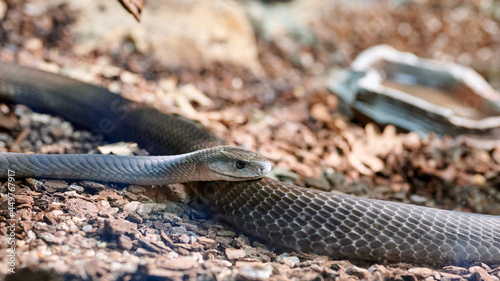 Detail of the head of a forest cobra or black and white cobra (Naja melanoleuca), perched on its long body photo